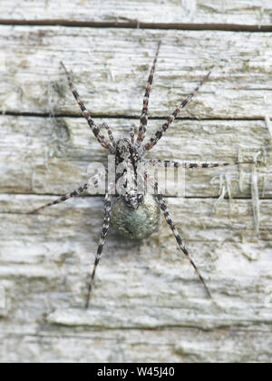 Acantholycosa lignaria, un lupo spider che porta uovo sac Foto Stock