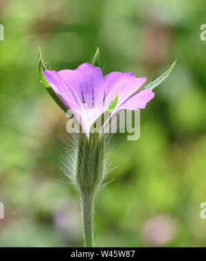 Corncockle (Agrostemma githago) fiore. Bedgebury Forest, Hawkhurst. Kent. Regno Unito. Foto Stock