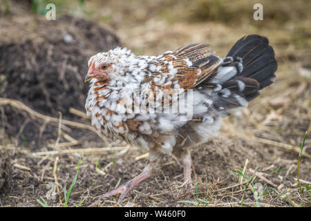 I giovani di pollo di scuotimento di gallina stessa (Stoapiperl / Steinhendl, una specie gravemente minacciate di razza di pollo da Austria) Foto Stock