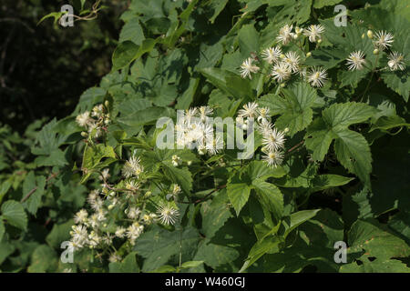 Fiori bianchi di fioritura selvatica Clematis, Clematis vitalba. Foto Stock