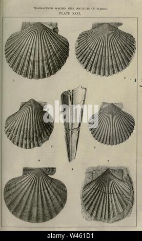 Contributi per la fauna terziaria della Florida Foto Stock
