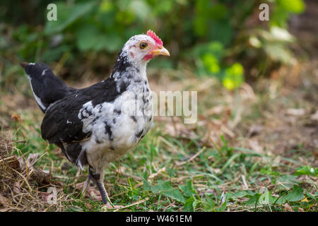 Giovani pollo gallina di razza Stoapiperl / Steinhendl, una specie gravemente minacciate di razza di pollo dall' Austria Foto Stock