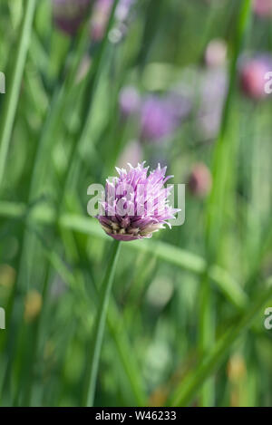 Fioritura di erba cipollina (Allium schoenoprasum). una specie commestibili della specie Allium genere strettamente connessi all'aglio, scalogni, porri, lo scalogno e cipolla cinese Foto Stock