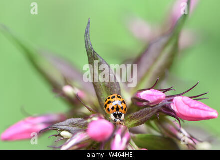 Un marrone harlequin ladybird (Harmonia axyridis) su una rosa phlox fiore. Hawkhurst, Kent, Regno Unito. Foto Stock