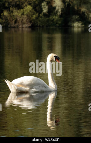 Cigno reale Foto Stock