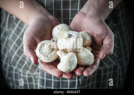 Gli champignon nelle mani di terra macchiata Foto Stock