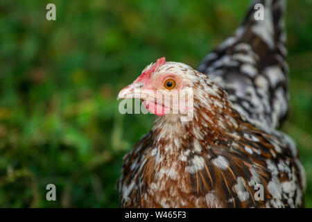 Free range gallina ovaiola (Stoapiperl / Steinhendl, una specie gravemente minacciate di razza di pollo da Austria) Foto Stock