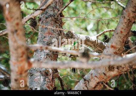 Pappagallo verde Budgerigar siede sul ramo di albero in park, Santa Ponsa, Mallorca, Spagna Foto Stock