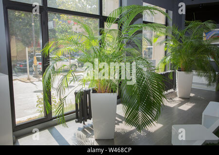 Piscina vasi da fiori piante, grandi . Vasi in una riga . Pianta verde pot accanto alla finestra di mattina . Noci di arec decorativo palm Foto Stock