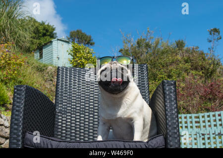 Mousehole, Cornwall, Regno Unito. Il 20 luglio 2019. Regno Unito Meteo. Durante la notte la pioggia ha cancellato e lasciato una calda mattina di sole per iniziare le vacanze estive a Mousehole, Cornwall. Visto qui Titan il Pug fuori nel suo giardino sul retro. Simon credito Maycock / Alamy Live News. Foto Stock