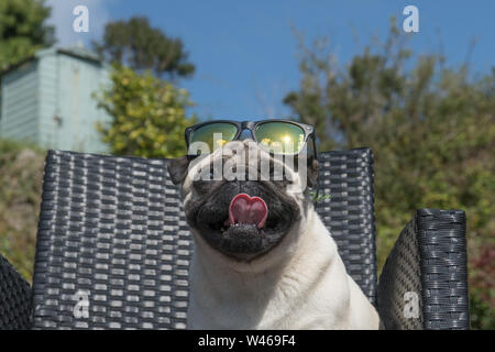 Mousehole, Cornwall, Regno Unito. Il 20 luglio 2019. Regno Unito Meteo. Durante la notte la pioggia ha cancellato e lasciato una calda mattina di sole per iniziare le vacanze estive a Mousehole, Cornwall. Visto qui Titan il Pug fuori nel suo giardino sul retro. Simon credito Maycock / Alamy Live News. Foto Stock