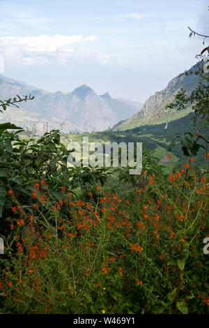 Huamachuco a Cajamarca,Nord del Perù Highlands,fioritura pendii,Perù,America del Sud Foto Stock