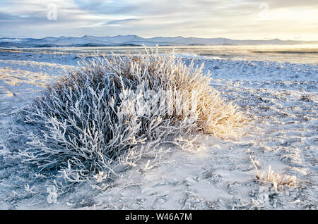 Bush è coperto di neve e ghiaccio con cielo tramonto Foto Stock