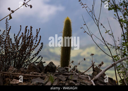 Huamachuco a Cajamarca,Nord del Perù Highlands,fioritura pendii,Perù,America del Sud Foto Stock