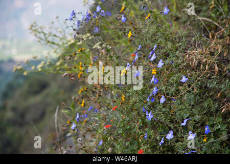 Huamachuco a Cajamarca,Nord del Perù Highlands,fioritura pendii,Perù,America del Sud Foto Stock