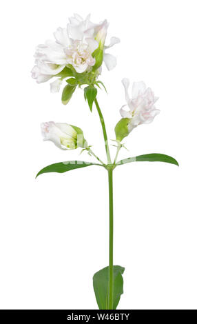 Saponaria officinalis fiore isolato su sfondo bianco Foto Stock