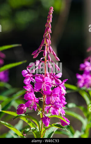 Fiori di Willow-herb Ivan-tea su sfondo sfocato Foto Stock