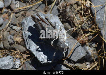 Cavallette in accoppiamento Nuratau-Kyzylkum Riserva della Biosfera, Centrale Uzbekistan Foto Stock