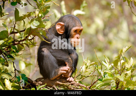 Scimpanzé, Pan troglodytes, Chimfunshi, Zambia Foto Stock