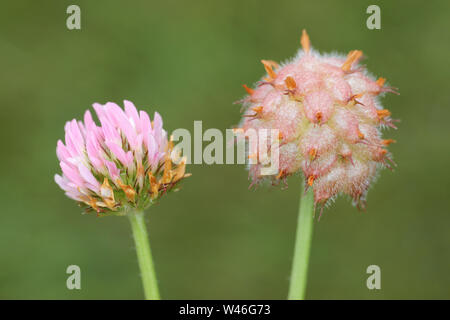 Trifoglio di fragola Trifolium fragiferum Foto Stock