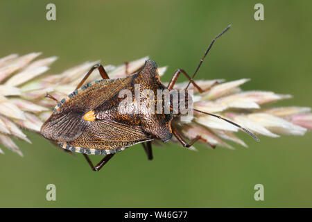 Forest Bug o rosso-gambe Shieldbug Pentatoma rufipes Foto Stock