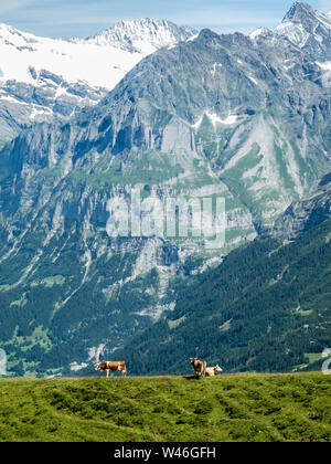 Bestiame domestico, Bos Taurus, mucca su un prato pascolo nelle alpi svizzere, Svizzera, Europa occidentale Foto Stock