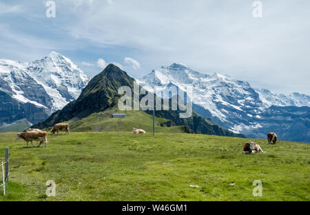 Bestiame domestico, Bos Taurus, mucca su un prato pascolo nelle alpi svizzere, Svizzera, Europa occidentale Foto Stock