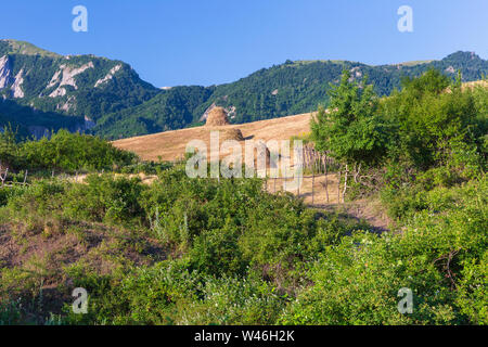 Righe di fieno secco in montagna Foto Stock