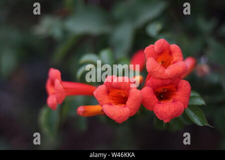 Campsis radicans fiori arancione blooming bush Foto Stock