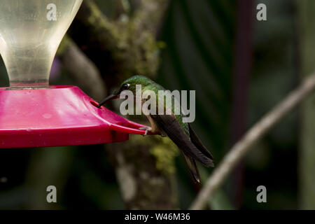 Verde brillante incoronato succhiare un alimentatore rosso in subtropicale foresta di pioggia che copre le pendici occidentali delle Ande a Alambi colibrì paradise Foto Stock