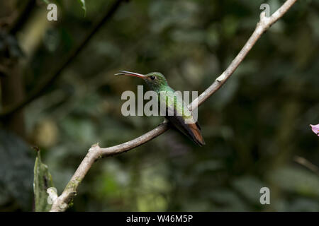 Rufous-tailed hummingbird seduta in subtropicale pre-montane foresta di pioggia che copre le pendici occidentali delle Ande a Alambi hummingird's Paradise mi Foto Stock