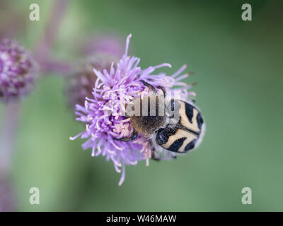 Trichius fasciatus, nero e giallo maggiolino su fiore di cardo. Aka Eurasian Bee Beetle. Macro. Foto Stock