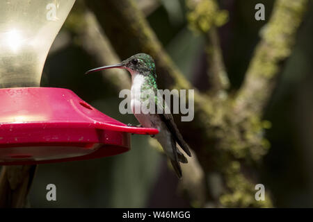 Incoronato woodnymph succhiare un alimentatore rosso in subtropicale foresta di pioggia che copre le pendici occidentali delle Ande in Ecuador. Foto Stock