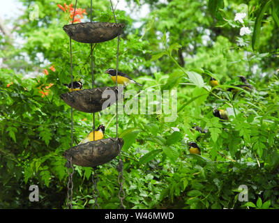 Isola di Dominica nel Mar dei Caraibi Foto Stock