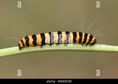 Il cinabro Moth caterpillar Tyria jacobaeae Foto Stock