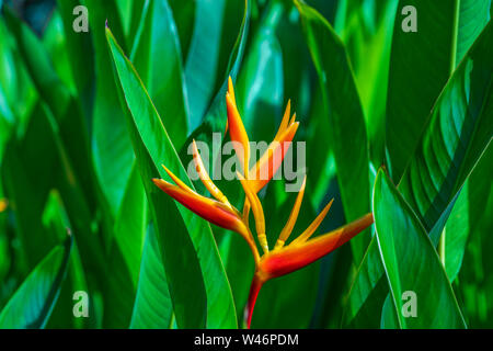 Heliconia psittacorum o Heliconia Golden torcia o falso uccello del paradiso fiore. Exotic Tropical fiori nel giardino giungla con foglie sfondo. Foto Stock