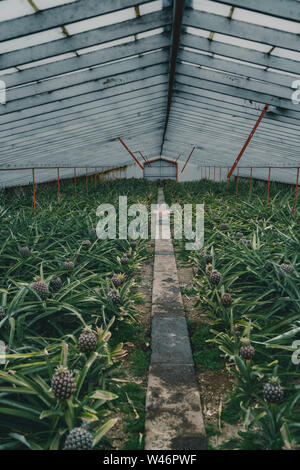 Righe di ananas di crescita della pianta in piantagione, Azzorre, Portogallo. Ananassi un Arruda. ananas serra del raccolto Foto Stock
