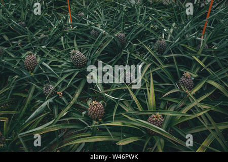 Righe di ananas di crescita della pianta in piantagione, Azzorre, Portogallo. Ananassi un Arruda. ananas serra del raccolto Foto Stock