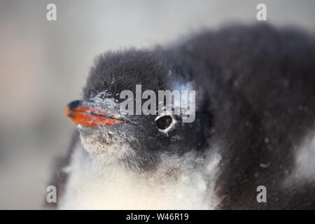 I pulcini di pinguino Gentoo. Bambino ritratto dei pinguini in Antartide, isole Argentine. Foto Stock