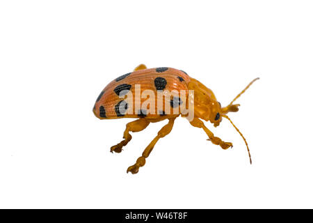 Lato del piccolo scarabeo (Epilachna) poggiante su sfondo bianco Foto Stock