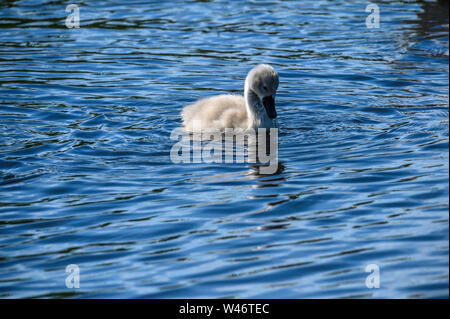 Un Cygnet o meglio considerati come un giovane swan nuotare intorno Foto Stock