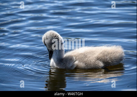 Un Cygnet o meglio considerati come un giovane swan nuotare intorno Foto Stock