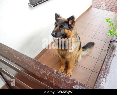 Canis lupus familiaris, pastore tedesco cane su un portico Foto Stock