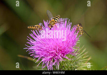 Hoverflies su un cardo, England, Regno Unito Foto Stock