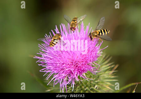 Hoverflies su un cardo, England, Regno Unito Foto Stock