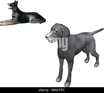 Weimaraner grigio, illustrazione vettore su sfondo bianco. Illustrazione Vettoriale