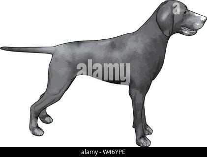 Weimaraner grigio, illustrazione vettore su sfondo bianco. Illustrazione Vettoriale