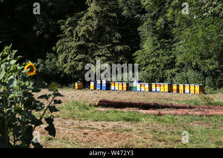 Apiario con alveari colorati sul bordo della foresta. Foto Stock