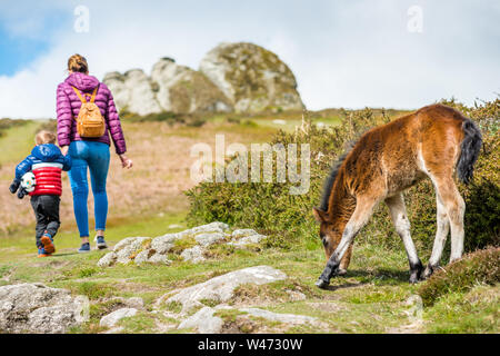 Dartmoor pony puledro di fronte Haytor rock, Devon, West Country, Inghilterra, Regno Unito. Foto Stock