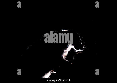 Backlit Badger, Applecross, Scozia. Foto Stock